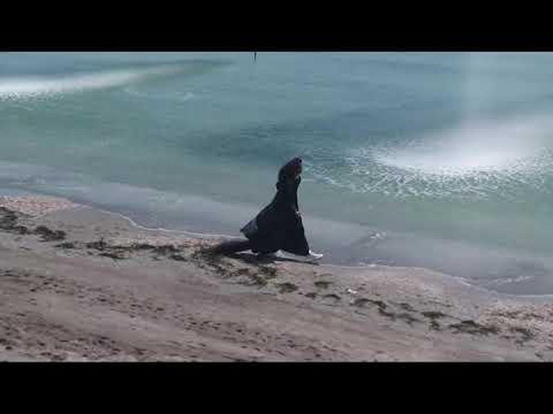 Omar Fall — photo 11