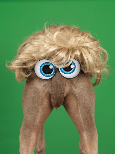 William Wegman