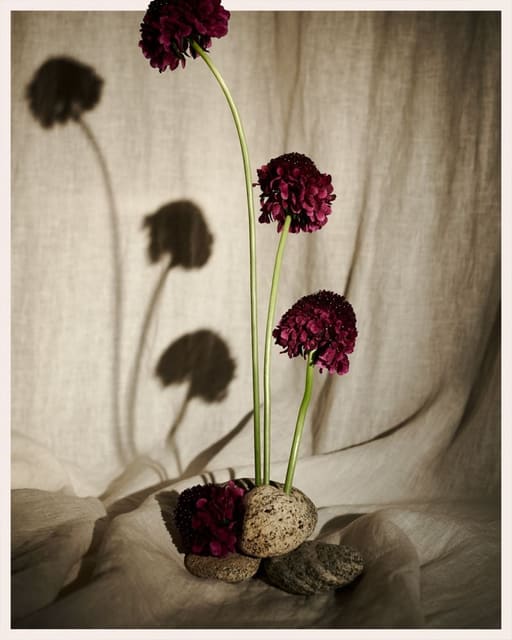 Chiaroscuro