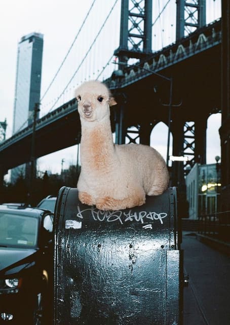 Alpacas In New York — Office Magazine