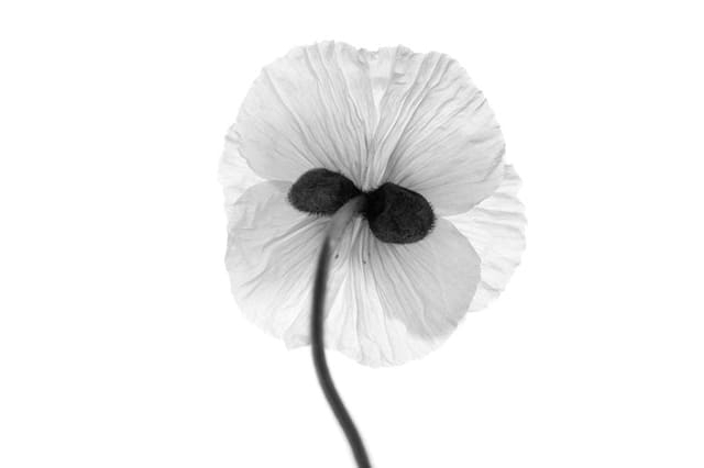Flower Child — Russh