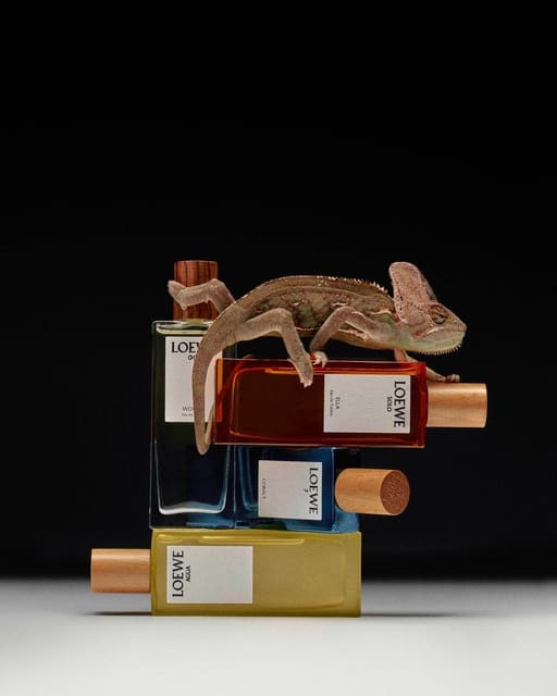 Plant Portrait — Loewe