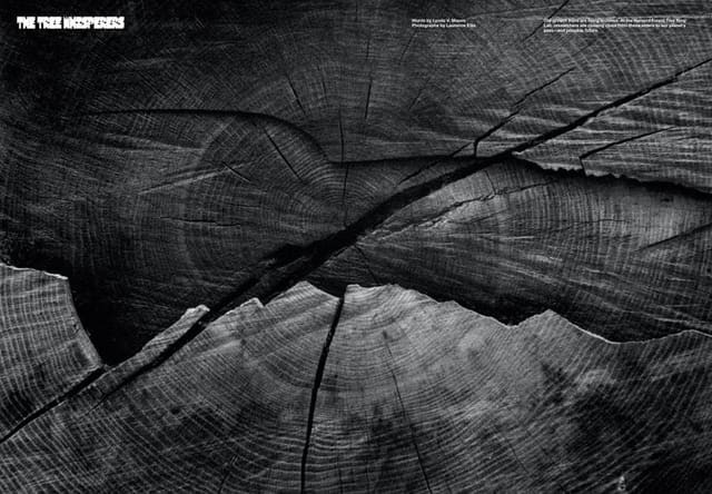 The Tree Whisperers — Atmos Magazine