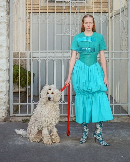 Dogs and