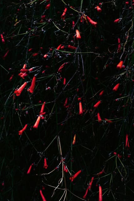 Botanical Thriller