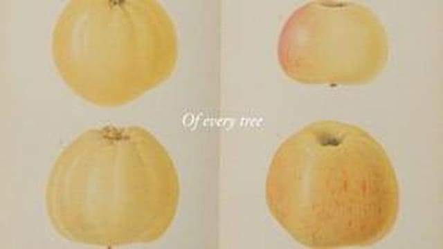 Of every tree — Apples and sunshine — The Motif Magazine