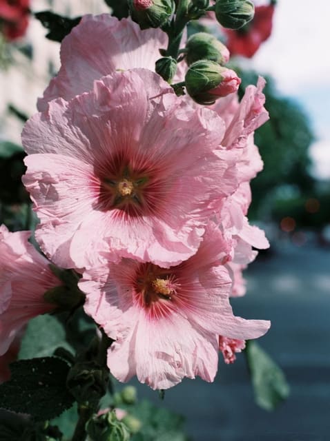OPEN DOOR — The Plant Magazine