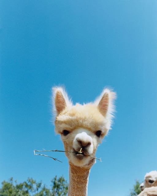 JACQUEMUS IBIZA — Jacquemus