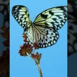 Valentino Butterfly — Valentino